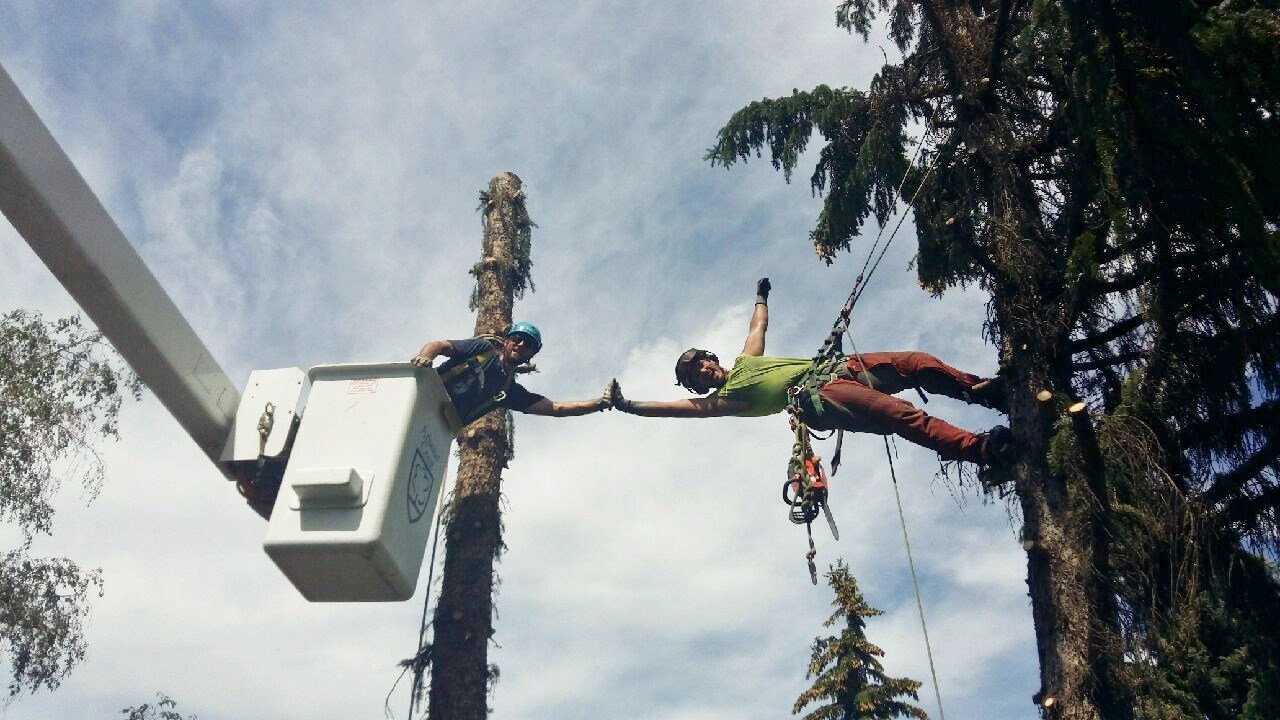 Arbour Crest Tree Services Ltd