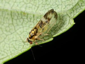 Psyllid Adult